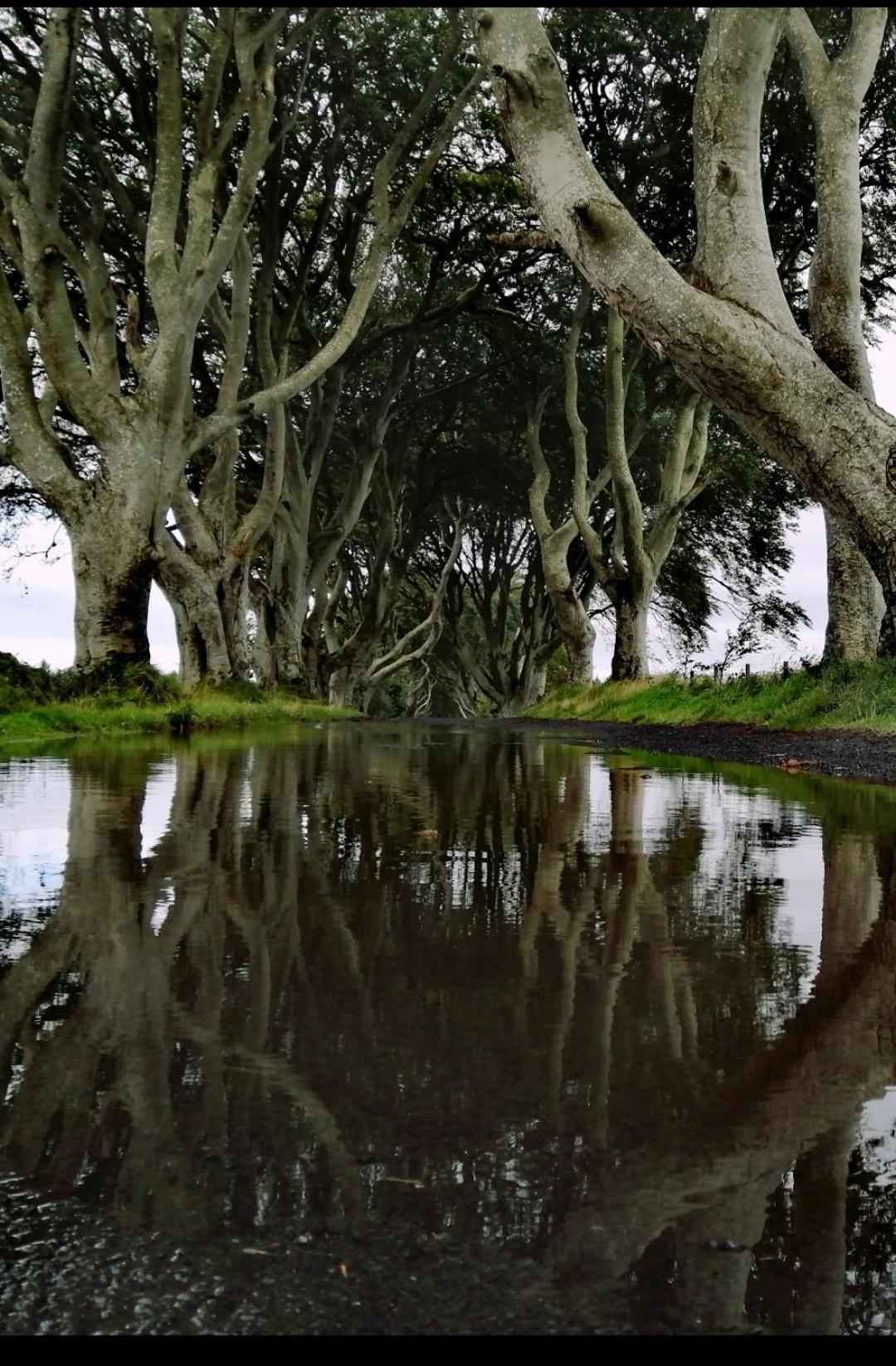 Doughery Den The Dark Hedges Hideaway Armoy Екстер'єр фото